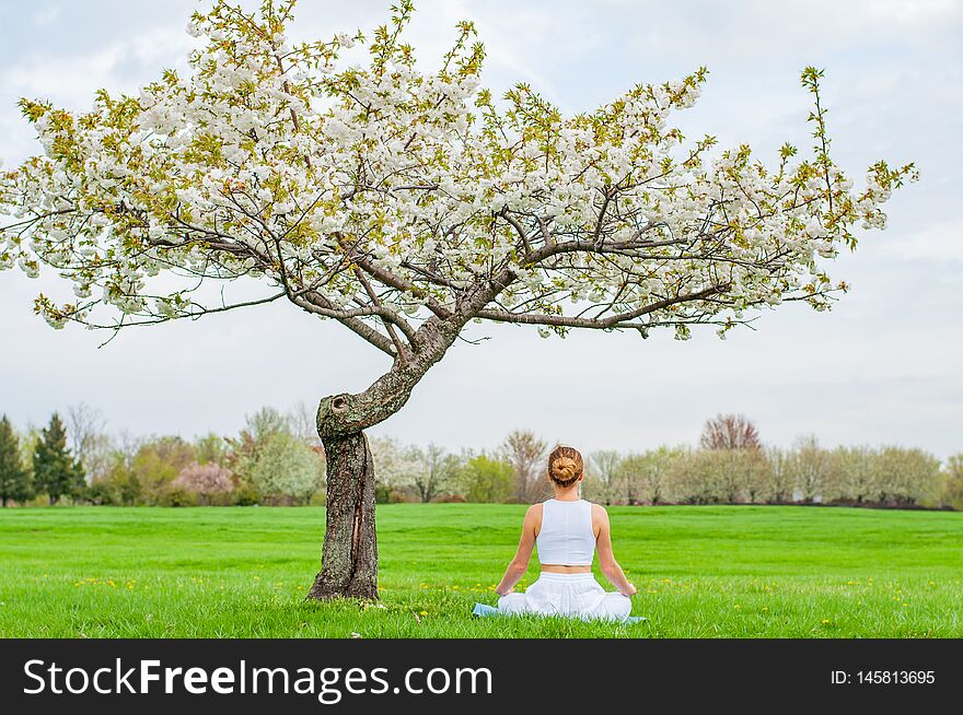 Beautiful Woman Is Practicing Yoga Sitting In Lotus Pose Near Blossom Tree