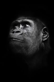 Serious Big Monkey Look. An Adult Female Gorilla With A Serious Expression Smiles Sideways, Close-up, Isolated Black Background Royalty Free Stock Photo