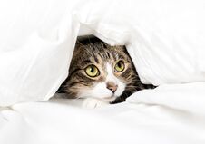 Funny Cat Looks Out From Under The Blanket Stock Images