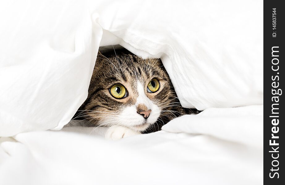 Funny cat looks out from under the blanket