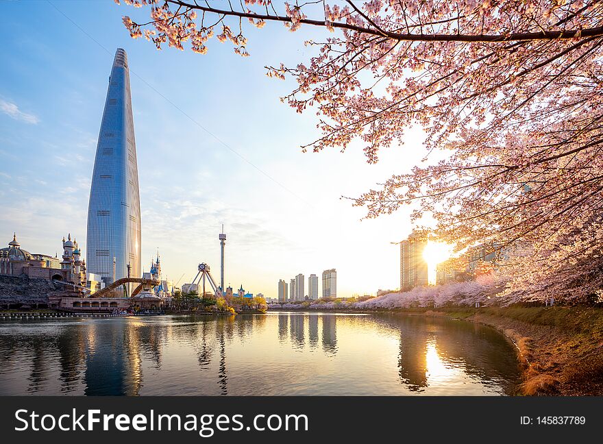 Morning Sunrise In Cherry Blossom Park