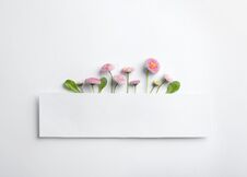 Flat Lay Composition With Blooming Daisies. Spring Flowers Royalty Free Stock Photos Flat Lay Composition With Blooming Daisies. Spring Flowers Royalty Free Stock Photos