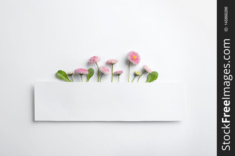Flat lay composition with blooming daisies and space for text on white background. Spring flowers. Flat lay composition with blooming daisies and space for text on white background. Spring flowers