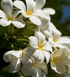 White Frangipani Flowers Stock Photos White Frangipani Flowers Stock Photos
