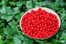 Freshly Picked Cherries Royalty Free Stock Photo Freshly Picked Cherries Royalty Free Stock Photo