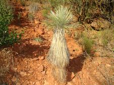 Sedona Park, Arizona. Just Nice Cactus. Royalty Free Stock Images
