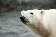 Polar Bear Walking On Rock Stock Image