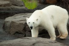 Polar Bear Walking On Rock Stock Images Polar Bear Walking On Rock Stock Images