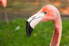 A Flamingo Stock Photography