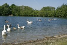 Ducks Lake Royalty Free Stock Image