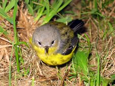Bird In Grass Stock Photo Bird In Grass Stock Photo