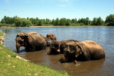 Elephants Stock Photography Elephants Stock Photography