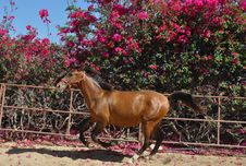 Galloping Horse Royalty Free Stock Photos Galloping Horse Royalty Free Stock Photos