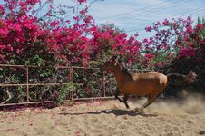 Galloping Horse Royalty Free Stock Photography Galloping Horse Royalty Free Stock Photography