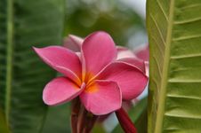 Pink Plumeria Stock Images Pink Plumeria Stock Images