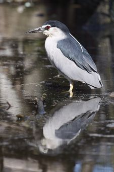 Black-crowned Night Heron Royalty Free Stock Image