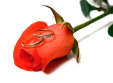 Rose And Wedding Rings Royalty Free Stock Photography Rose And Wedding Rings Royalty Free Stock Photography