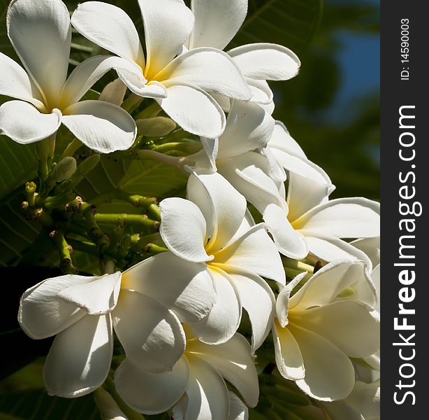 These are white Frangipani flowers in the afternoon, Thailand.