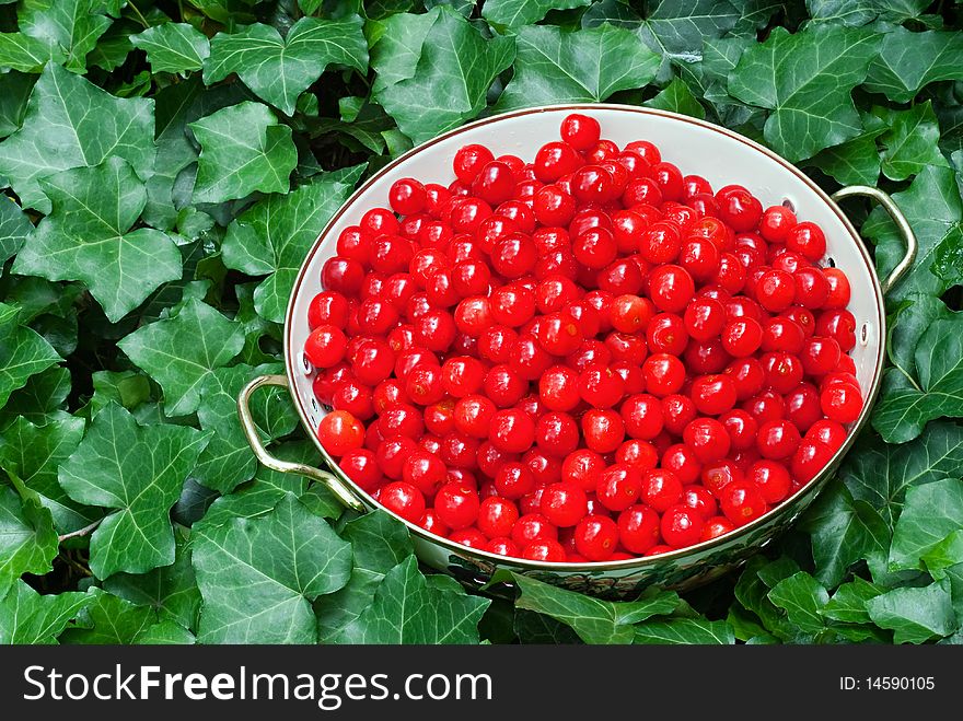 Freshly picked sour pie cherries in colander with ivy background. Freshly picked sour pie cherries in colander with ivy background.