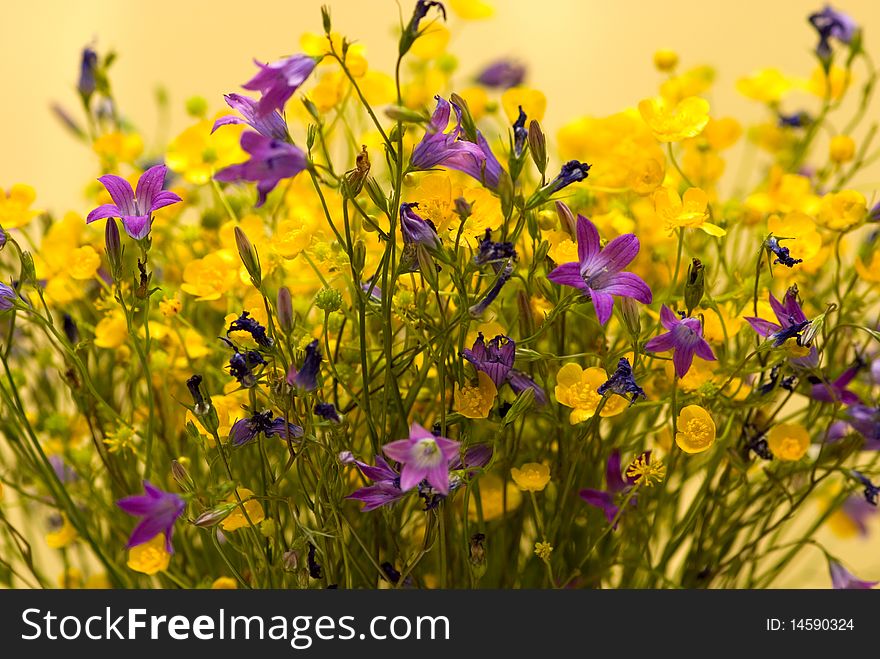 Bouquet of wild colors