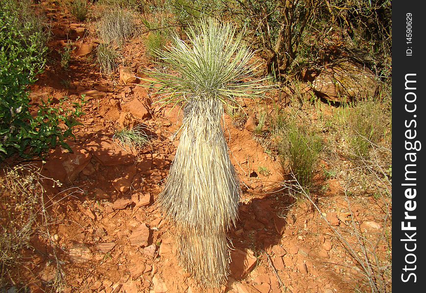 Sedona Park, Arizona. Just Nice Cactus.