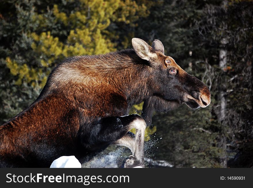 Moose leaping over snowbank in the Canadian Rockies. Moose leaping over snowbank in the Canadian Rockies