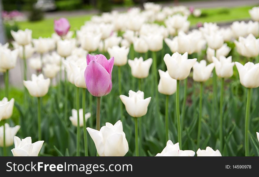 Purple tulips on a background of white flowers. Purple tulips on a background of white flowers
