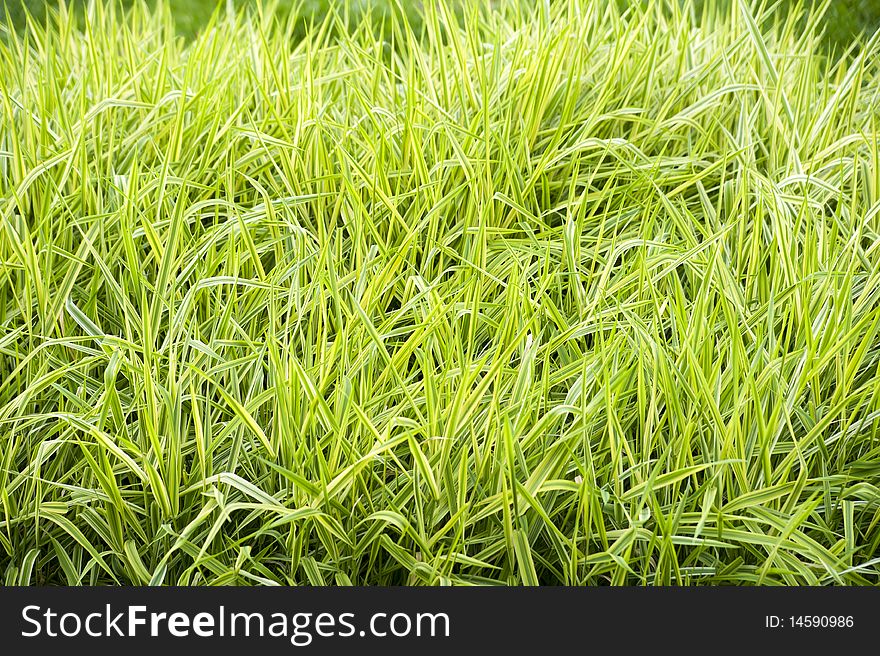 Photo - green grass as a background