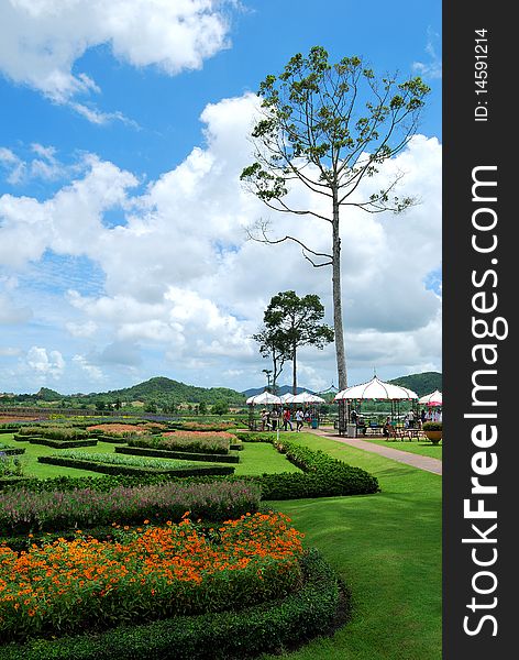 Flower, tree and nice sky taken from conburi, thailand