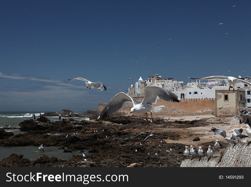 Old hystorical centre of Essaouira on Atlantic ocean in Marocco with white cormorants