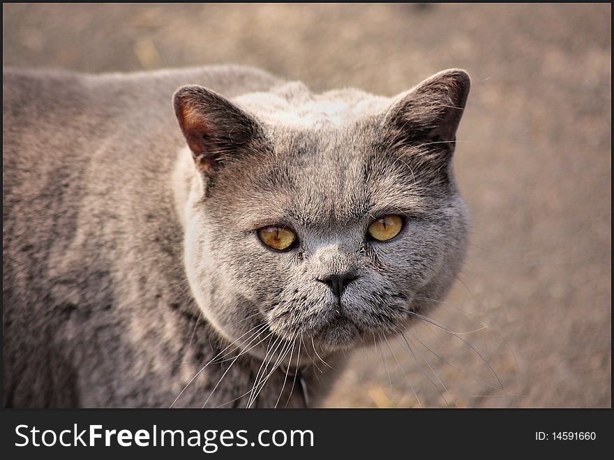 Lovely warm grey coloured cat depicted against similarly coloured lighter background. Eyes are in close up. Interesting hazel orange colours. Lovely warm grey coloured cat depicted against similarly coloured lighter background. Eyes are in close up. Interesting hazel orange colours.