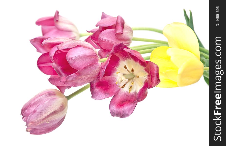 Colorful tulips isolated on a white background