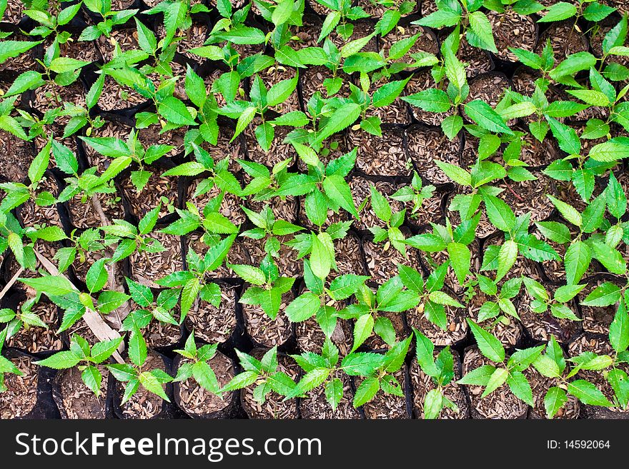 Green Seedling