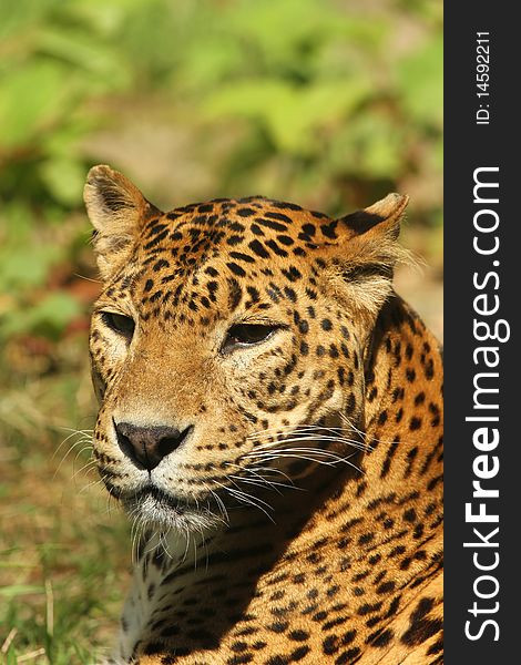 Animals: Portrait of a leopard