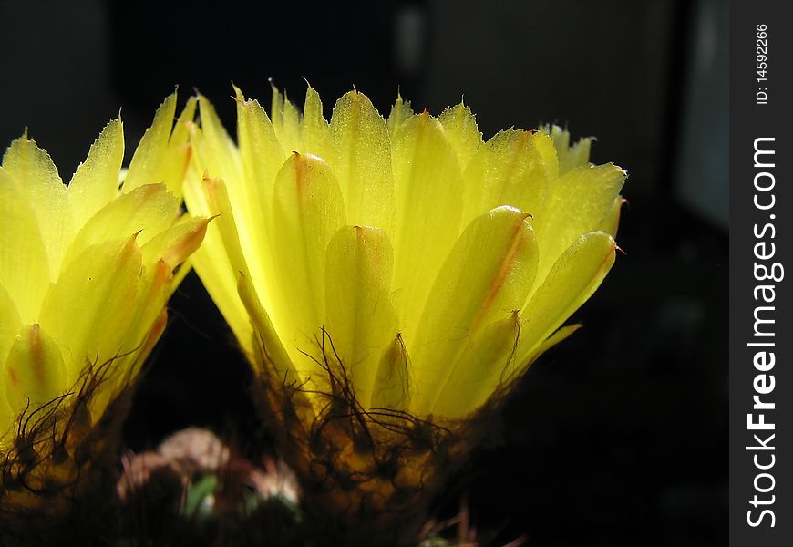 Flowery cactus Notocactus ottonis, beautiful yellow flowers