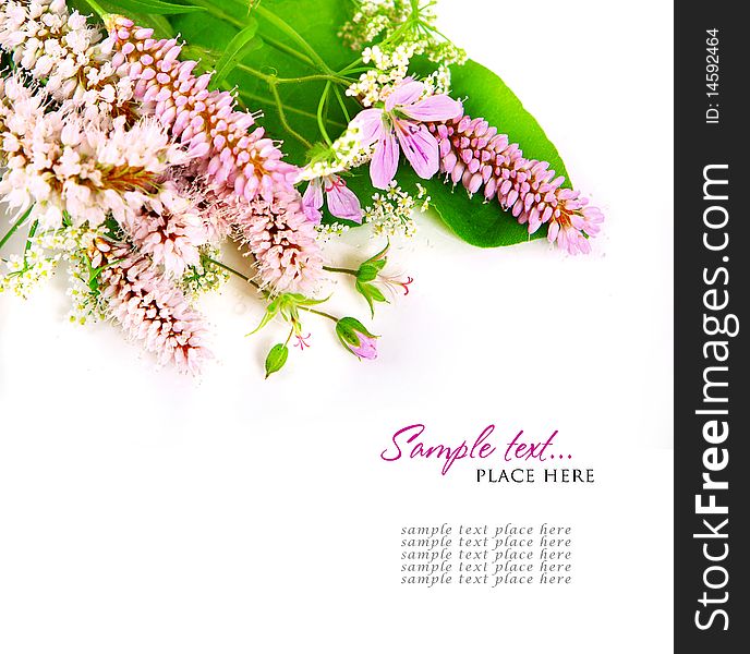 Bouquet Of Wild Flowers On A White Background