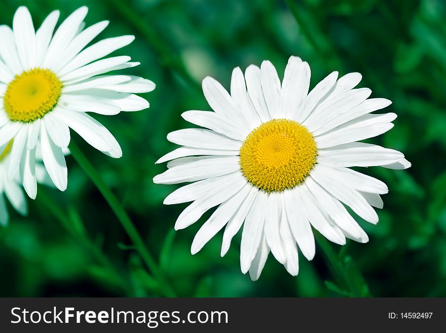Camomile On A Green Background