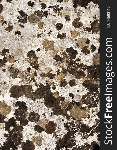 Lichen texture on stone