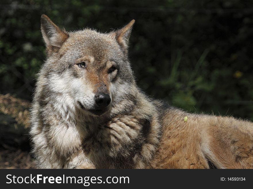 The detail of the eurasian wolf (Canis lupus lupus) in zoopark Chomutov, Czech Republic. The detail of the eurasian wolf (Canis lupus lupus) in zoopark Chomutov, Czech Republic.