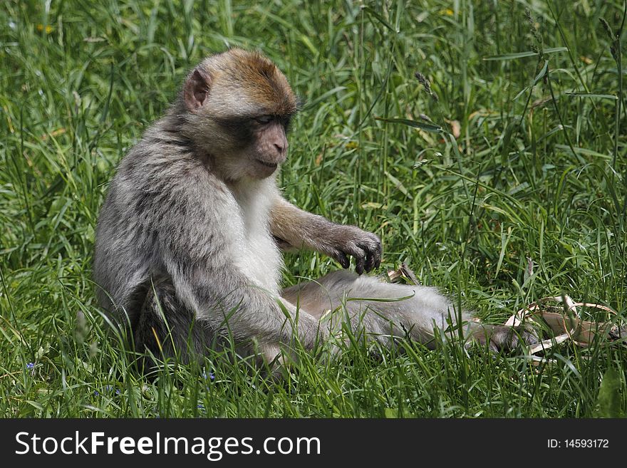 Barbary macaque in the grass