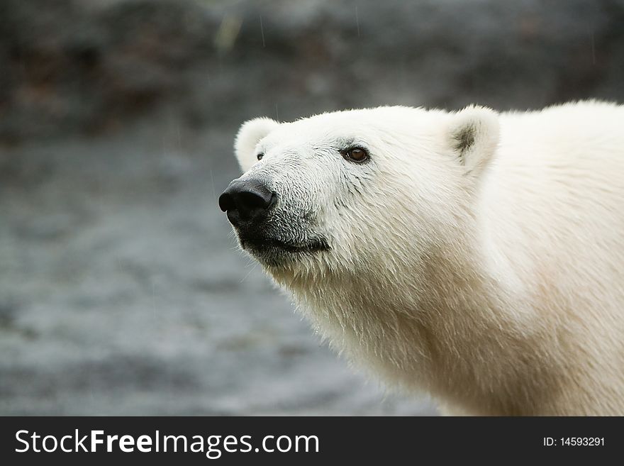 Polar bear walking on rock