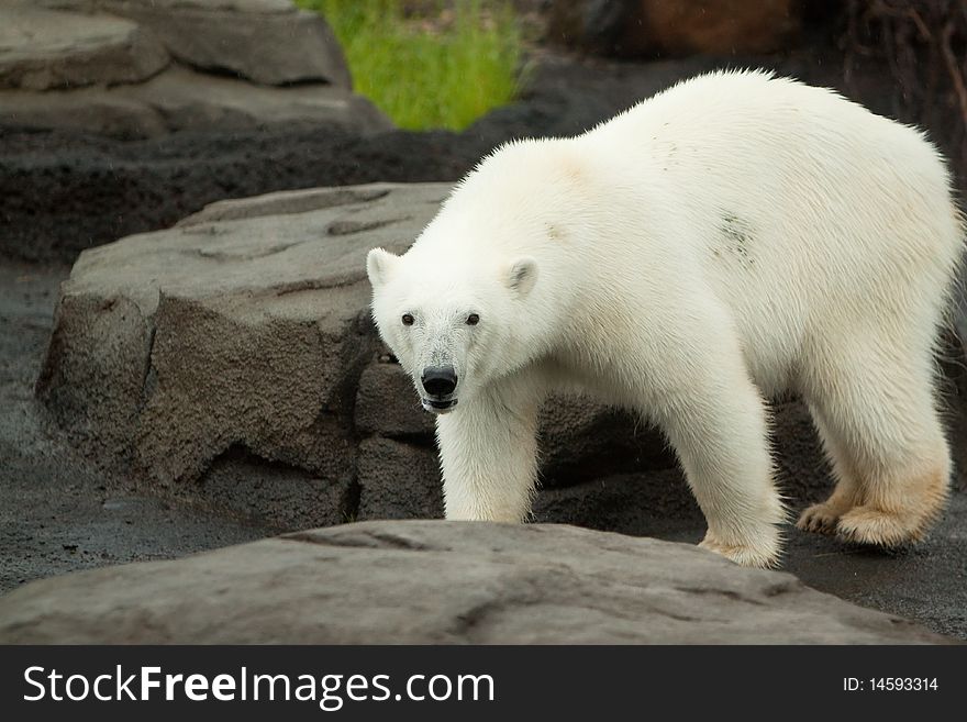 Polar Bear Walking On Rock