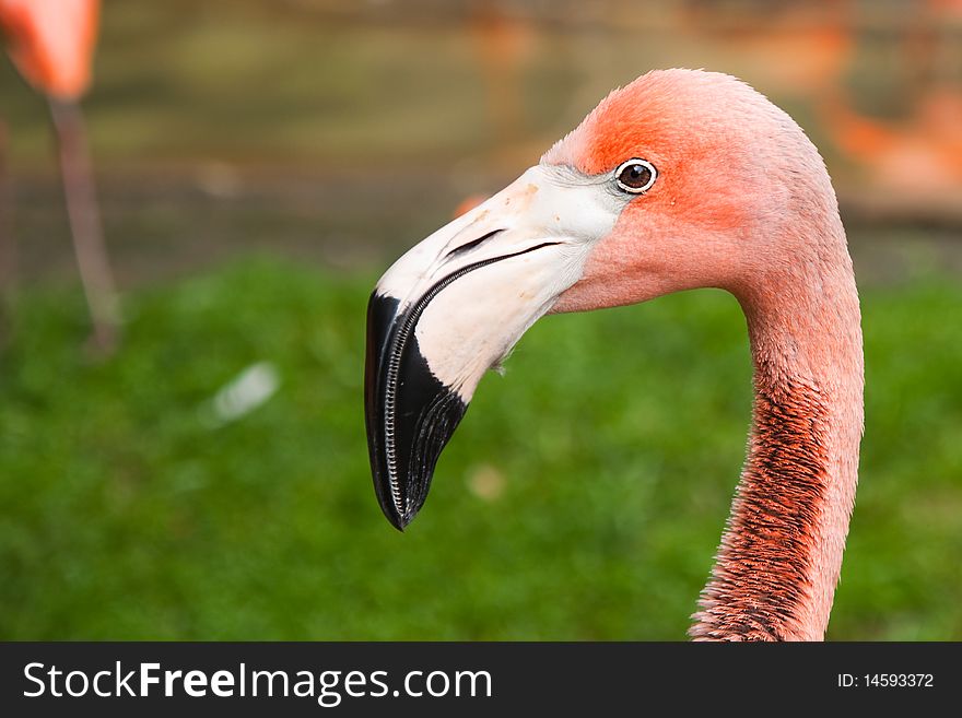 A closeup view of a pink flamingo. A closeup view of a pink flamingo