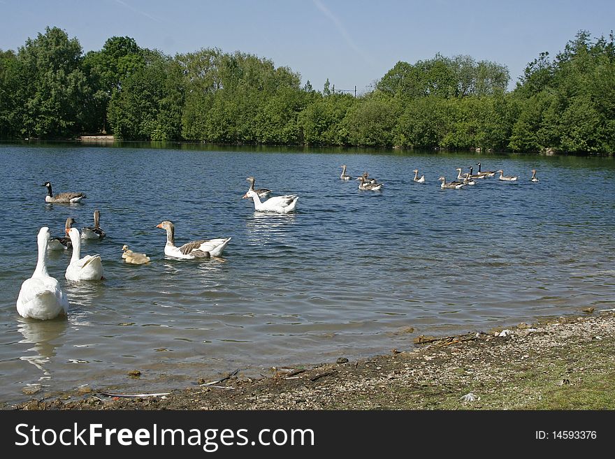 Group of ducks swimming in lake. Group of ducks swimming in lake