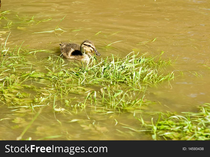 Little duck on the river