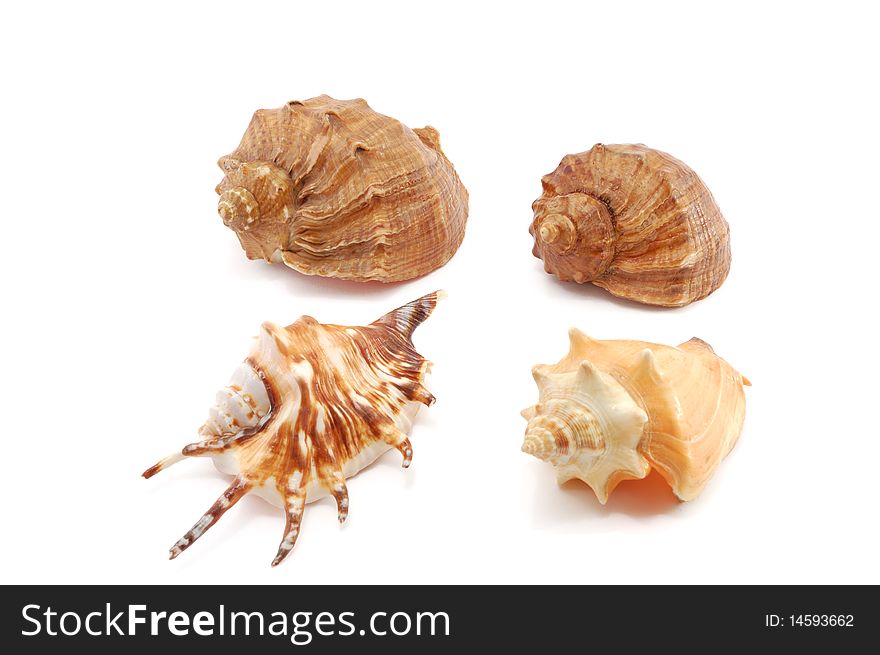 Sea shells isolated on a white background. Sea shells isolated on a white background