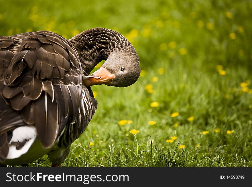 A duck scratching its plumage. A duck scratching its plumage