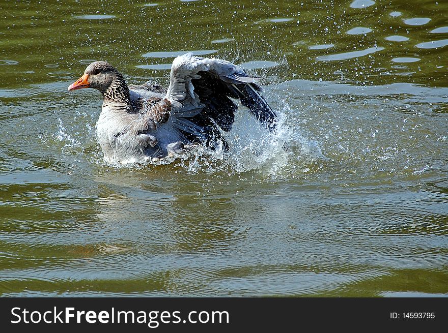 Goose washing in a pond