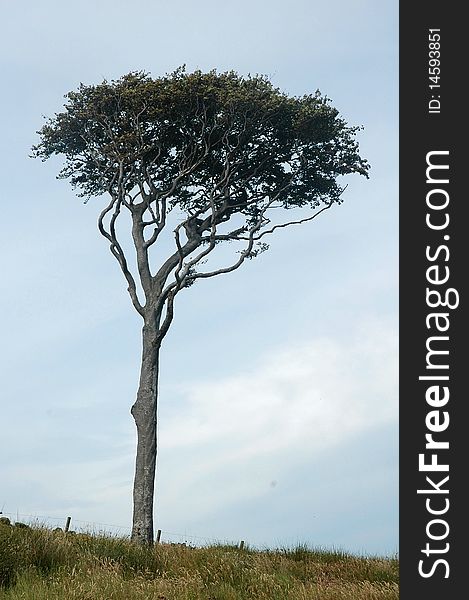A very interesting tree in ayrshire scotland. A very interesting tree in ayrshire scotland