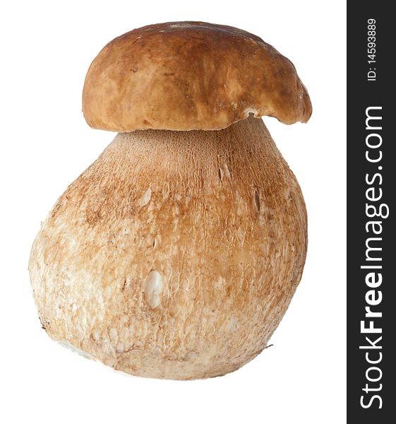 Cep (Edible Boletus) in front of a white  background. Cep (Edible Boletus) in front of a white  background